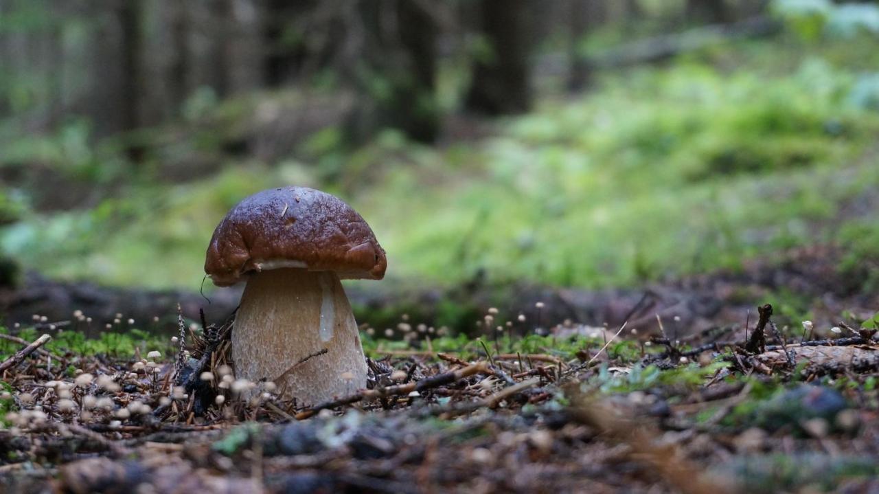 Saint-Hilaire  Le Vallon D'Armandine, Gite Ecologique Auvergne المظهر الخارجي الصورة