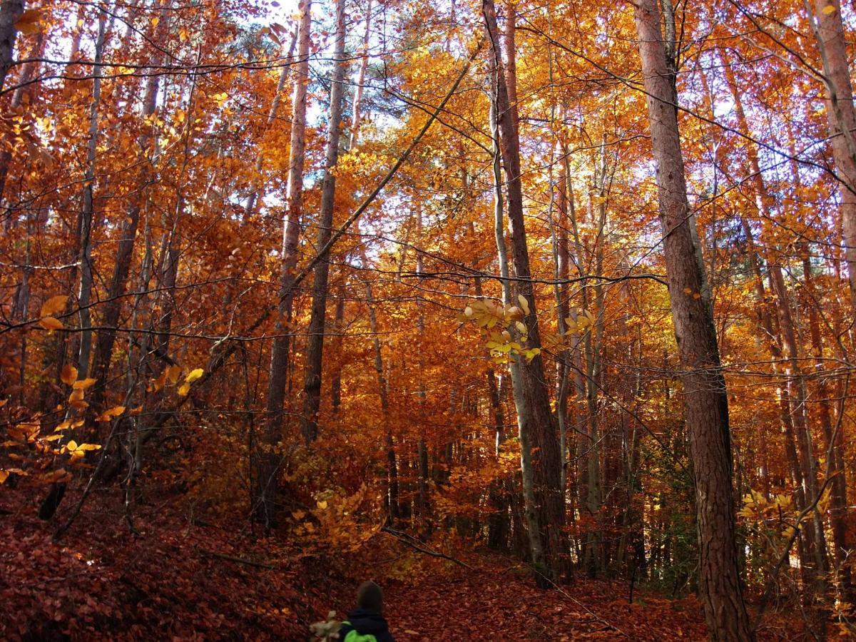 Saint-Hilaire  Le Vallon D'Armandine, Gite Ecologique Auvergne المظهر الخارجي الصورة